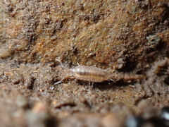 Halophiloscia couchii