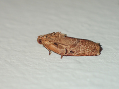 Homona