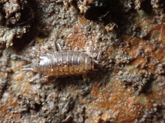 Halophiloscia couchii