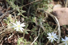 Drymaria arenarioides