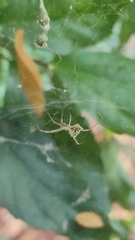 Cyrtophora cicatrosa