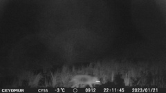 Vulpes vulpes ichnusae