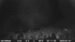 Vulpes vulpes ichnusae