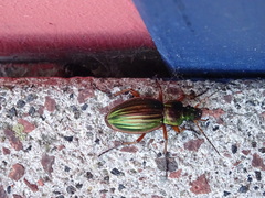 Carabus auratus