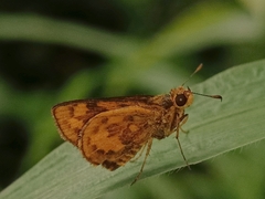 Taractrocera archias