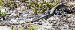 Pholidoscelis auberi
