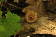 Inocybe lacera