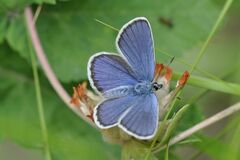 Plebejus idas