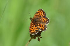 Melitaea celadussa