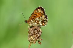 Melitaea celadussa