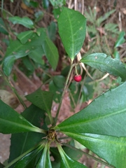 Ardisia cornudentata
