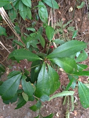 Ardisia cornudentata