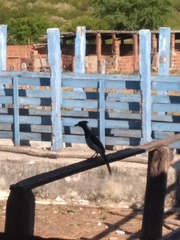 Cyanocorax cyanopogon