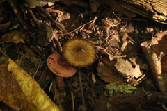 Inocybe lacera