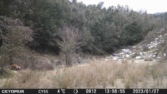 Vulpes vulpes ichnusae