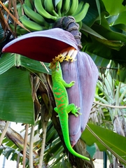 Phelsuma grandis