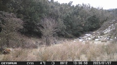 Vulpes vulpes ichnusae