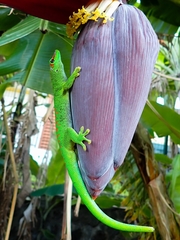 Phelsuma grandis