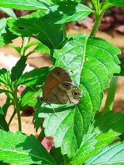 Pharneuptychia