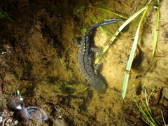 Ichthyosaura alpestris alpestris
