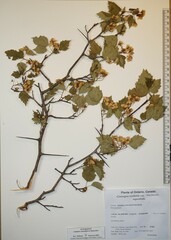Crataegus scabrida