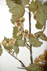 Crataegus scabrida