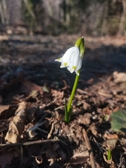 Leucojum vernum