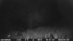 Vulpes vulpes ichnusae