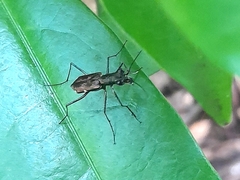 Cicindelinae