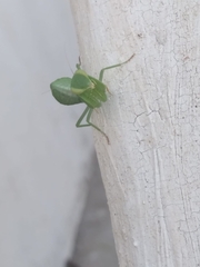 Photiomantis