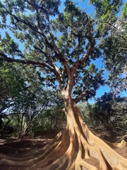 Ficus sycomorus sycomorus