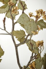 Crataegus scabrida