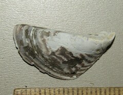 Dreissena polymorpha