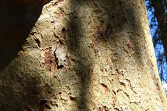 Ficus sycomorus sycomorus