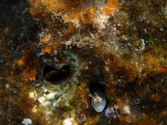 Alloblennius jugularis