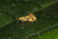 Epicallima icterinella