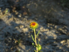 Grindelia pulchella