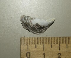 Dreissena polymorpha