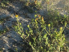 Grindelia pulchella
