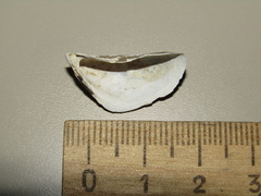 Dreissena polymorpha