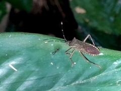 Leptoscelis elongator