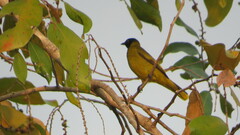 Brachypodius melanocephalos