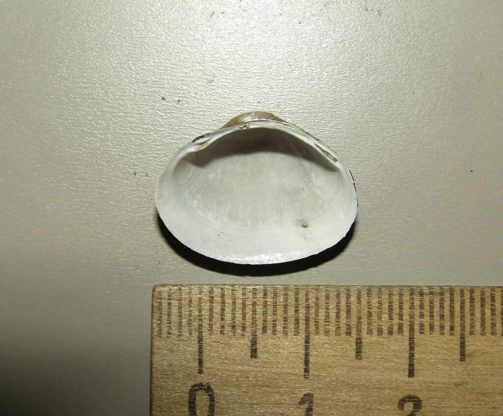 Nut Orb Mussel