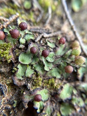 Asterella
