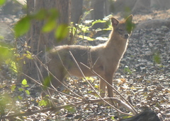 Canis aureus indicus