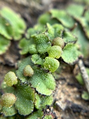 Asterella