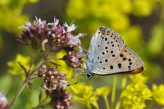 Lycaena alciphron