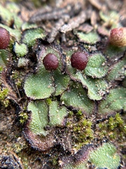 Asterella