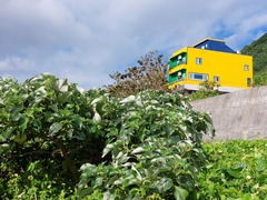 Pipturus arborescens