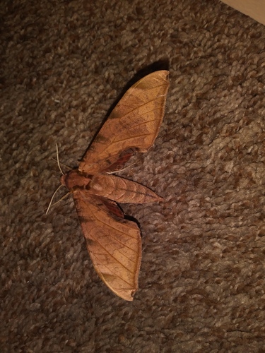 Streaked Sphinx photo 6
